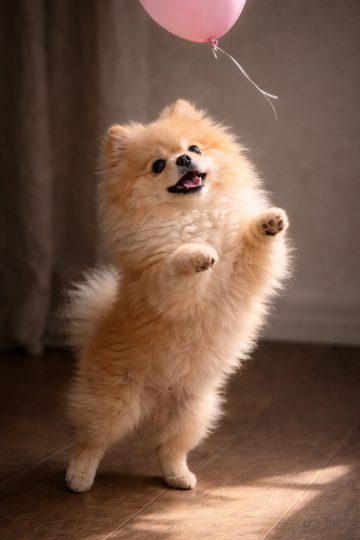 Pomeranian Reaching for Balloon in Soft Indoor Light Wallpaper
