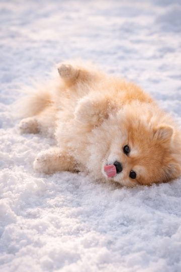 Pomeranian Rolling Playfully in Snow Close Up Wallpaper