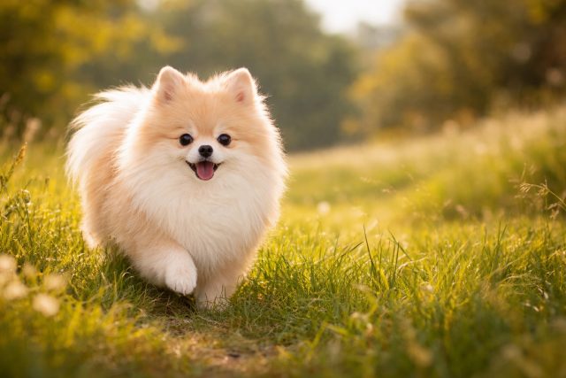 Pomeranian Running in Green Field Golden Hour Wallpaper
