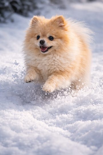 Pomeranian Running Through Snow with Powder Splash Wallpaper