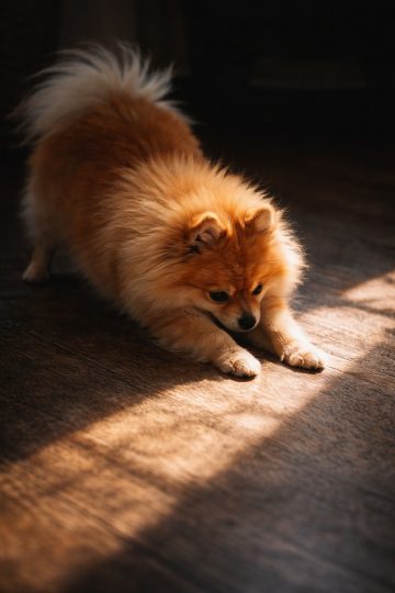 Pomeranian Stretching Into Sunbeam with Deep Shadows Wallpaper