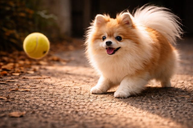 Pomeranian Tracking Midair Tennis Ball at Golden Hour Wallpaper