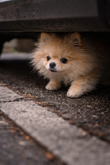 Pomeranian Hiding Under Car in Urban Street Wallpaper
