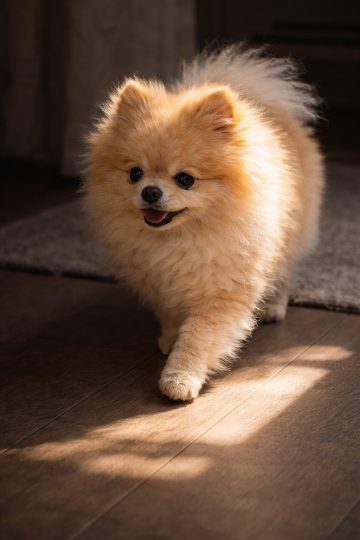 Pomeranian Walking Through Window Light Stripes Indoor Wallpaper