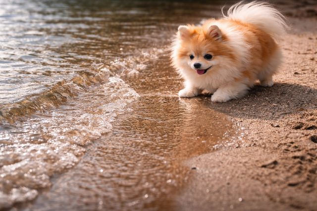 Pomeranian Watching Small Waves at Sandy Shore Wallpaper