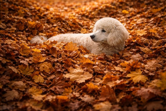 Poodle Resting in Pile of Autumn Leaves Wallpaper