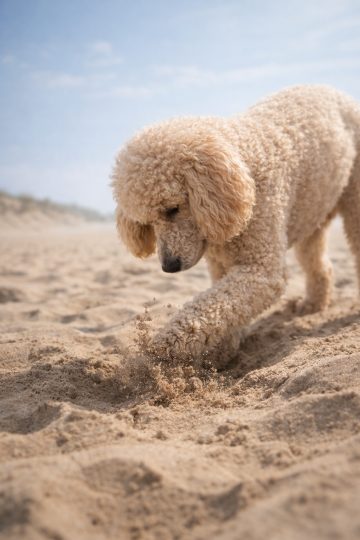 Poodle Digging in Bright Sandy Beach Wallpaper