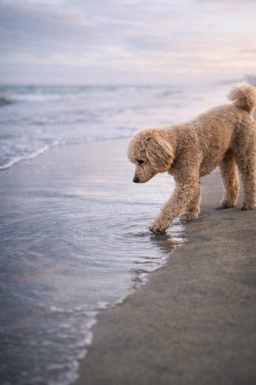 Poodle Exploring Water Edge on Bright Beach Wallpaper