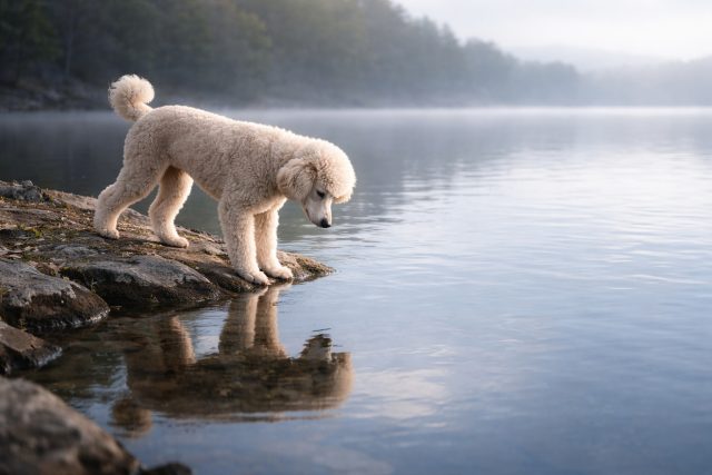 Poodle Looking into Lake Reflection in Soft Blue Tones Wallpaper