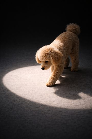 Poodle in Circular Spotlight Minimal Shadow Wallpaper