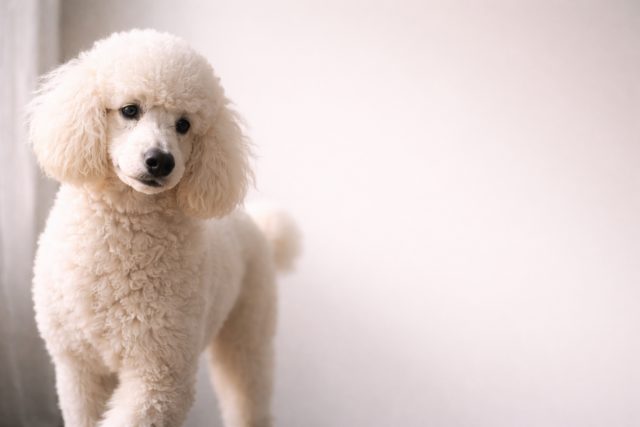 Poodle Close-Up Bright Clean Eye Contact Portrait Wallpaper