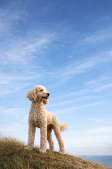 Poodle Standing Under a Soft Blue Sky Minimal Wallpaper