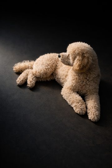 Poodle Resting in Dark Studio Rim Light Wallpaper