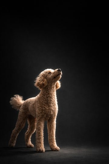 Poodle Standing in Dark Studio Rim Light Wallpaper