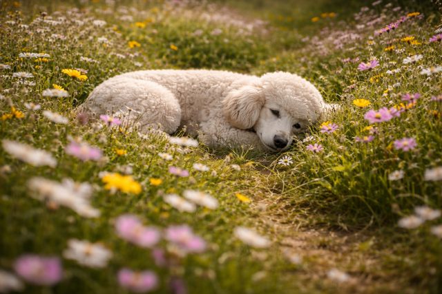Poodle Resting in Bright Wildflower Meadow Wallpaper