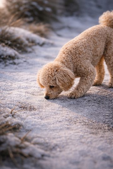 Poodle Sniffing Frosty Ground Morning Light Wallpaper