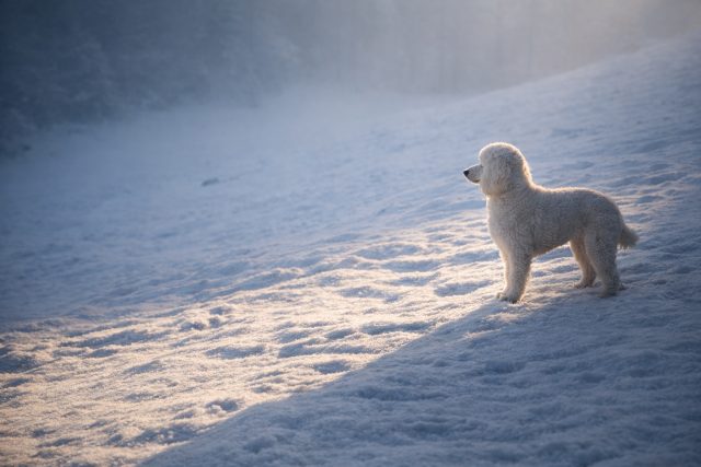 Poodle in Wide Frosty Snow Minimal Morning Wallpaper