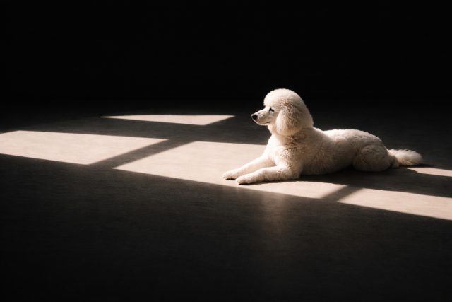 Poodle Resting in Geometric Window Light Minimal Scene Wallpaper