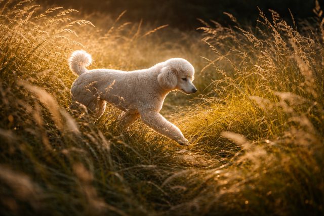Poodle in Golden Backlight Grass Immersive Wallpaper