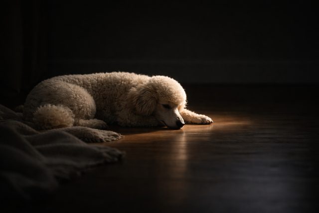 Poodle Resting on Floor in Low Key Shadow Corner Wallpaper