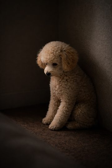 Poodle Sitting in Dark Corner Soft Shadow Light Wallpaper