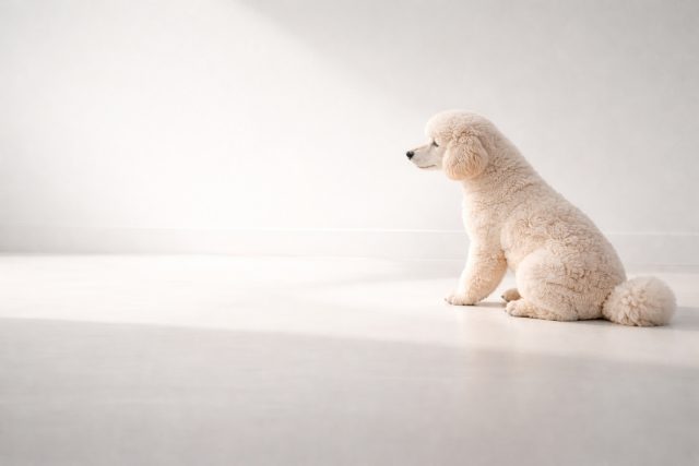 Poodle Sitting Calm in Minimal White Wall Interior Wallpaper