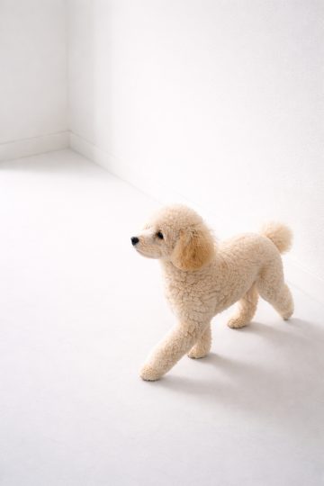 Poodle Walking in Minimal White Wall Space Wallpaper