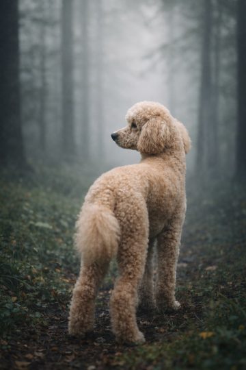 Poodle Standing in Misty Forest Path Cinematic Wallpaper