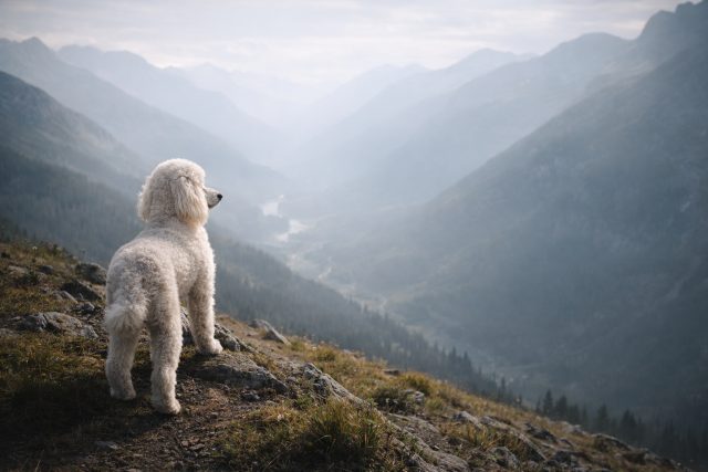 Poodle Overlooking Vast Mountain Valley Cinematic Wallpaper