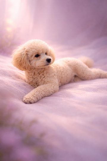 Poodle Resting in Soft Pink Dreamy Glow Wallpaper