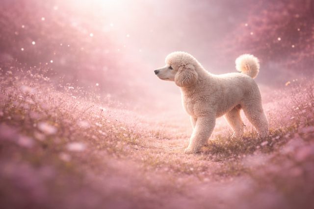 Poodle Standing in Pink Dreamy Field Glow Wallpaper