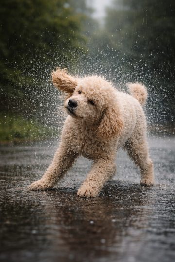 Poodle Shaking Water on Rainy Pavement Wallpaper
