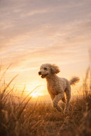 Poodle Running in Golden Sunset Field Wallpaper