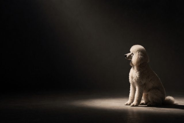 Poodle Sitting in Isolated Spotlight Minimal Wallpaper