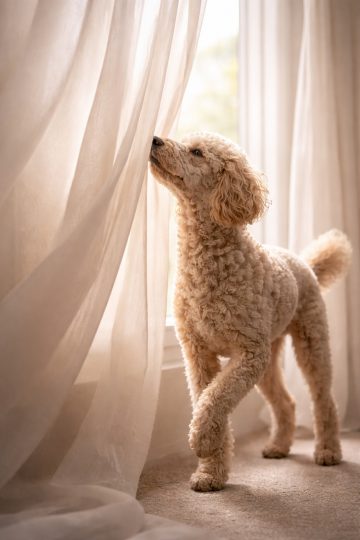 Poodle Near Sheer Curtains in Soft Pastel Window Light Wallpaper