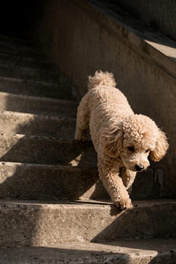 Poodle Walking Down Concrete Steps Urban Light Wallpaper