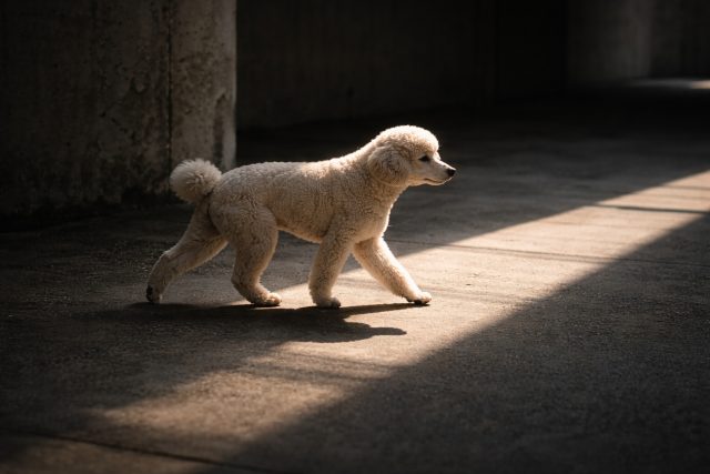 Poodle Walking Through Light and Shadow Industrial Floor Wallpaper