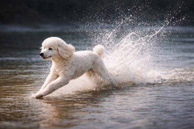 Poodle Running Through Water Splash Action Wallpaper
