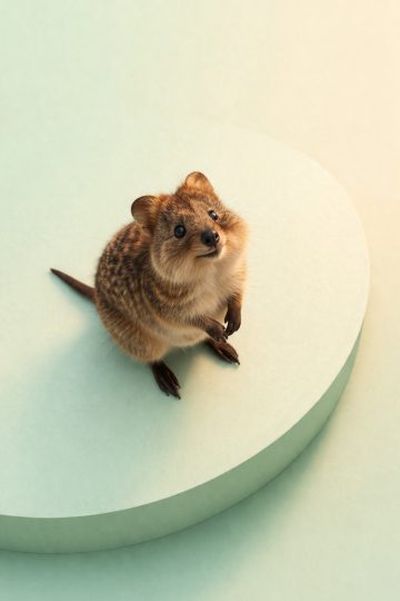 Quokka on Abstract Pastel Platform Wallpaper