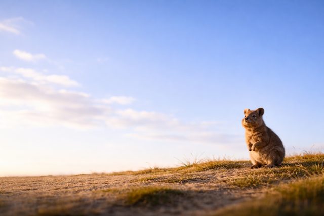 Quokka Minimal Horizon Sky Wallpaper