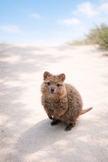 Quokka on Sandy Ground Under Blue Sky Wallpaper