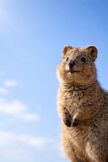 Quokka Blue Sky Minimal Close-Up Wallpaper