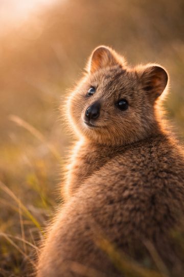 Quokka Backlit Glow Portrait Wallpaper