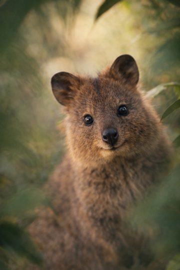 Quokka Forest Close-Up Framed Wallpaper