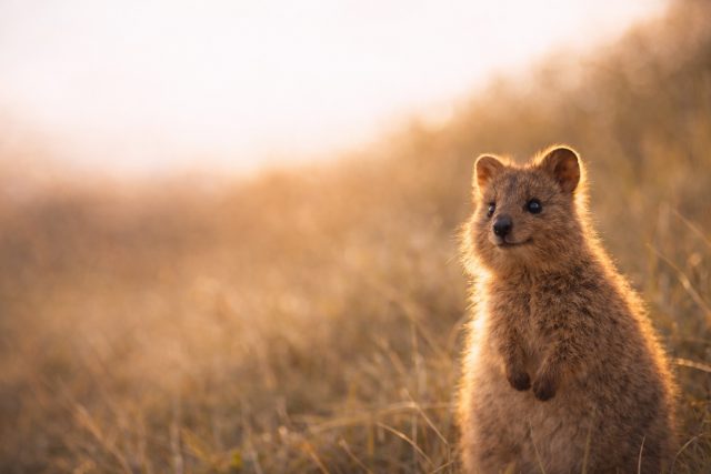 Quokka Golden Field Portrait Wallpaper
