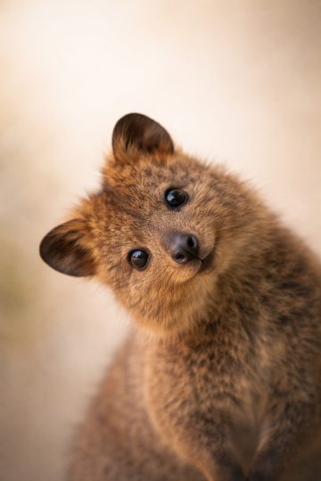 Quokka Head Tilt Close-Up Portrait Wallpaper