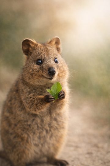 Quokka Holding Leaf Close-Up Wallpaper