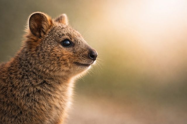 Quokka Side Profile Close-Up Wallpaper