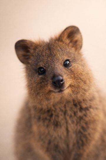 Quokka Close-Up Portrait Soft Focus Wallpaper