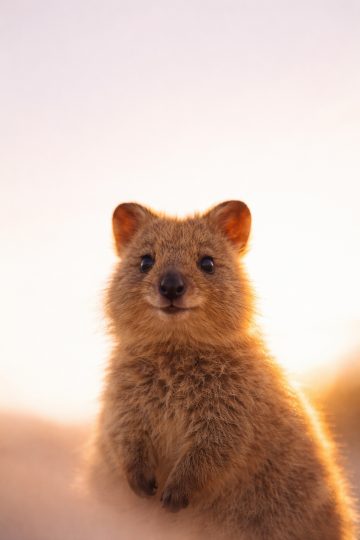 Quokka Close-Up Portrait Sunset Glow Wallpaper